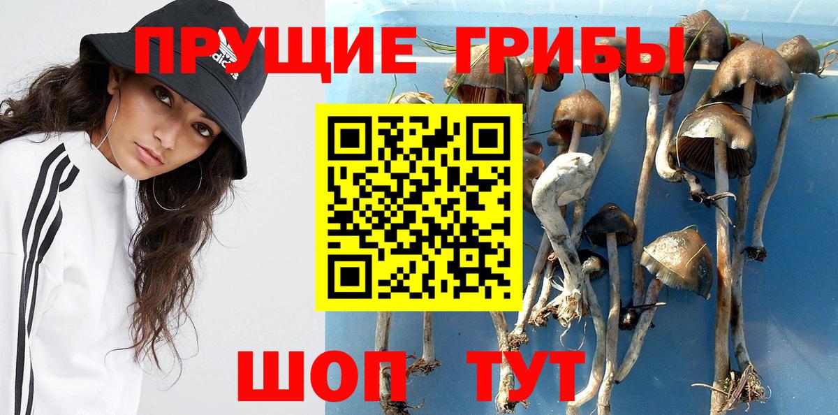 Борзя  Галлюциногенные грибы Cubensis  Вход с VPN  Галлюциногенные грибы прущие грибы 